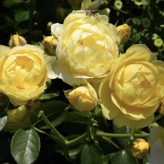 Голден Бордер в Саратове