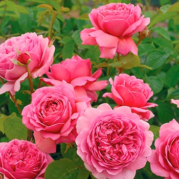 Сэр Джон Бенджамин (Sir John Betjamen) в Саратове