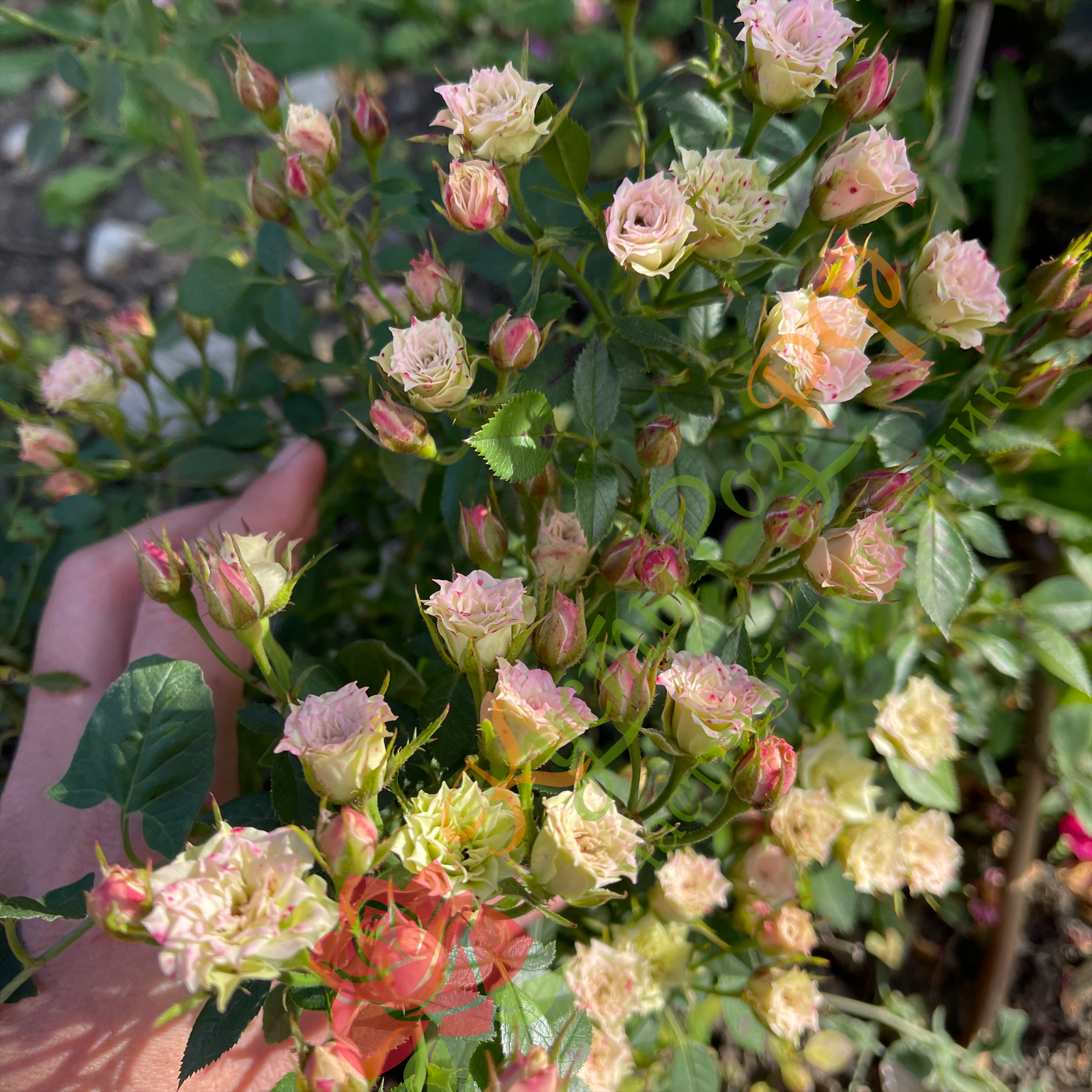 Грин Даймонд (Green Diamond) в Саратове