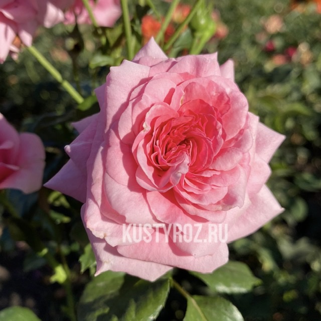 Дорошенхлосс Сабабург  (Sababurg) в Саратове