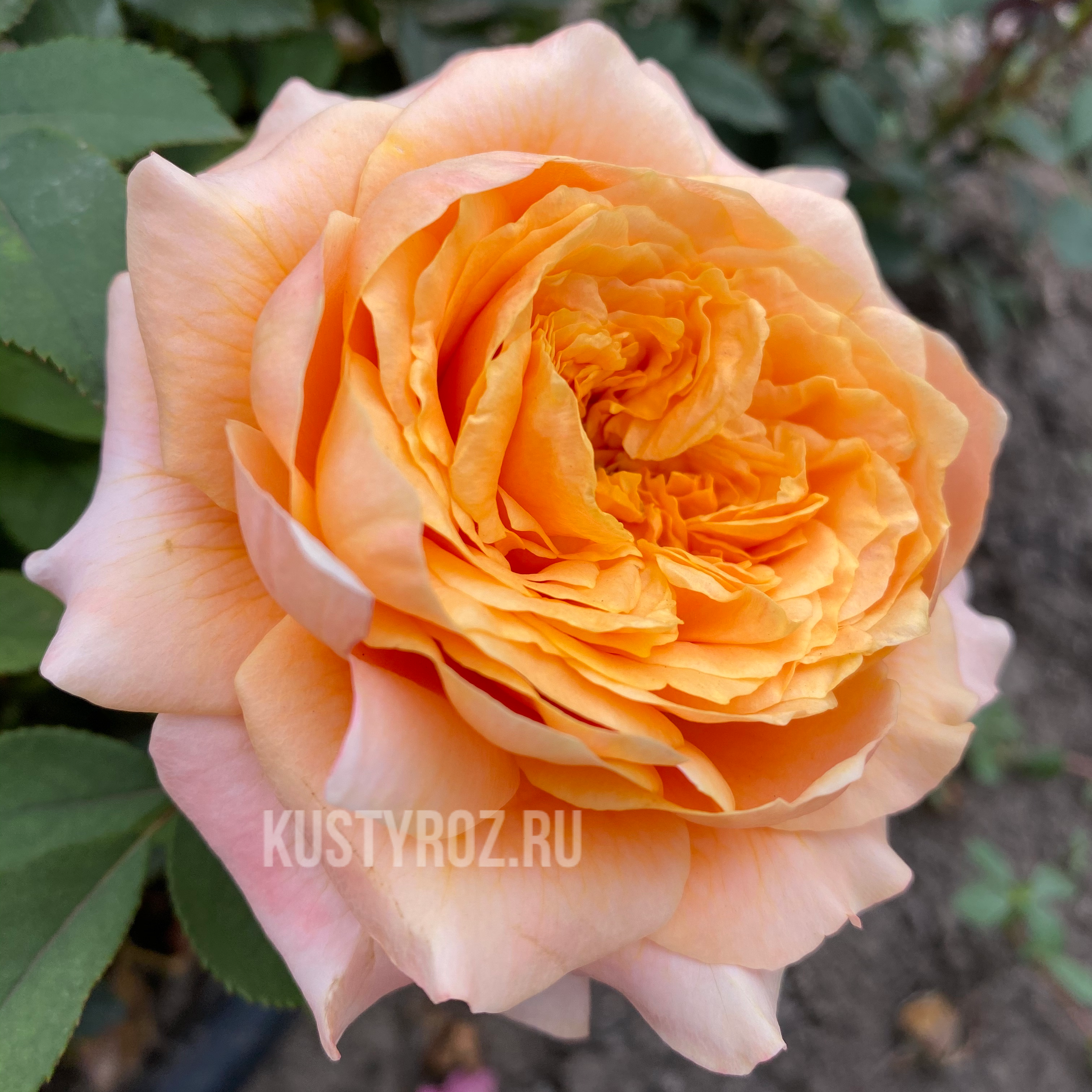 Шерлок Холмс в Саратове