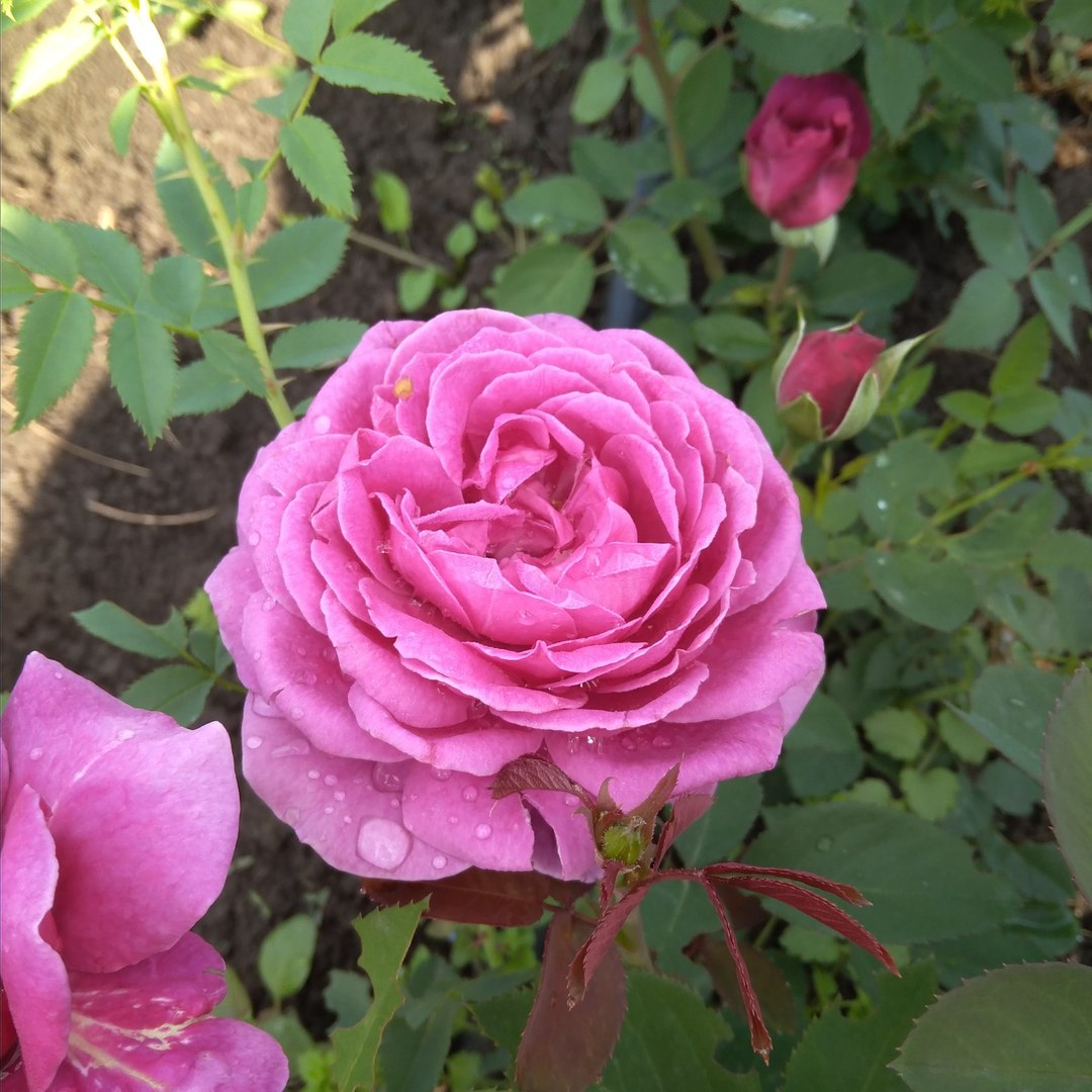 Олд Порт (Old Port) в Саратове