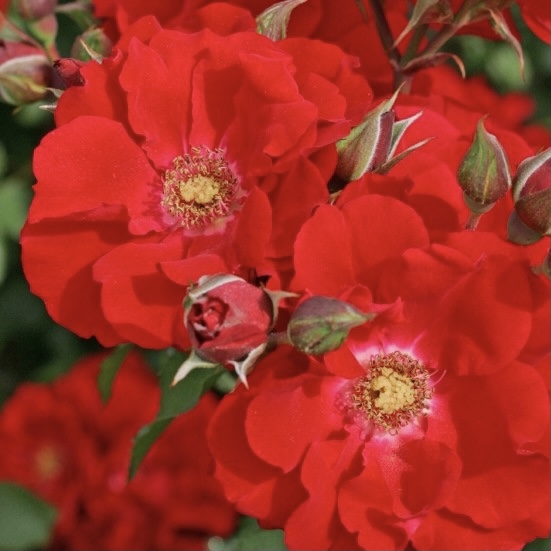 Ротер Корсар в Саратове