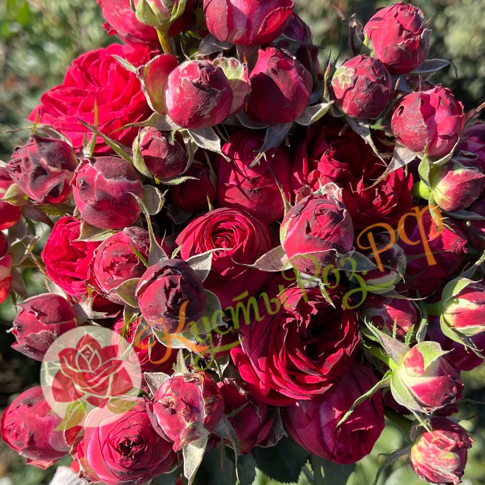 Роял Трандсеттер (Royal Trendsetter) в Саратове