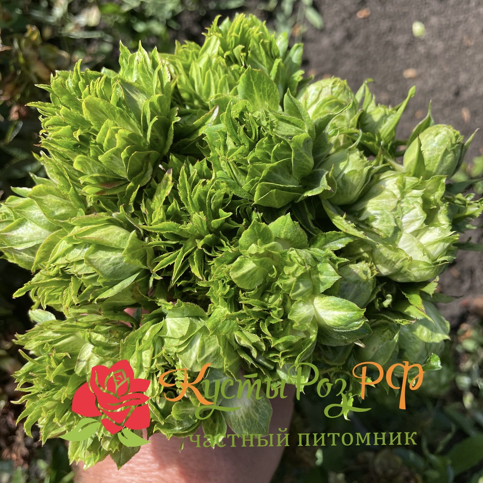 Мидори в Саратове