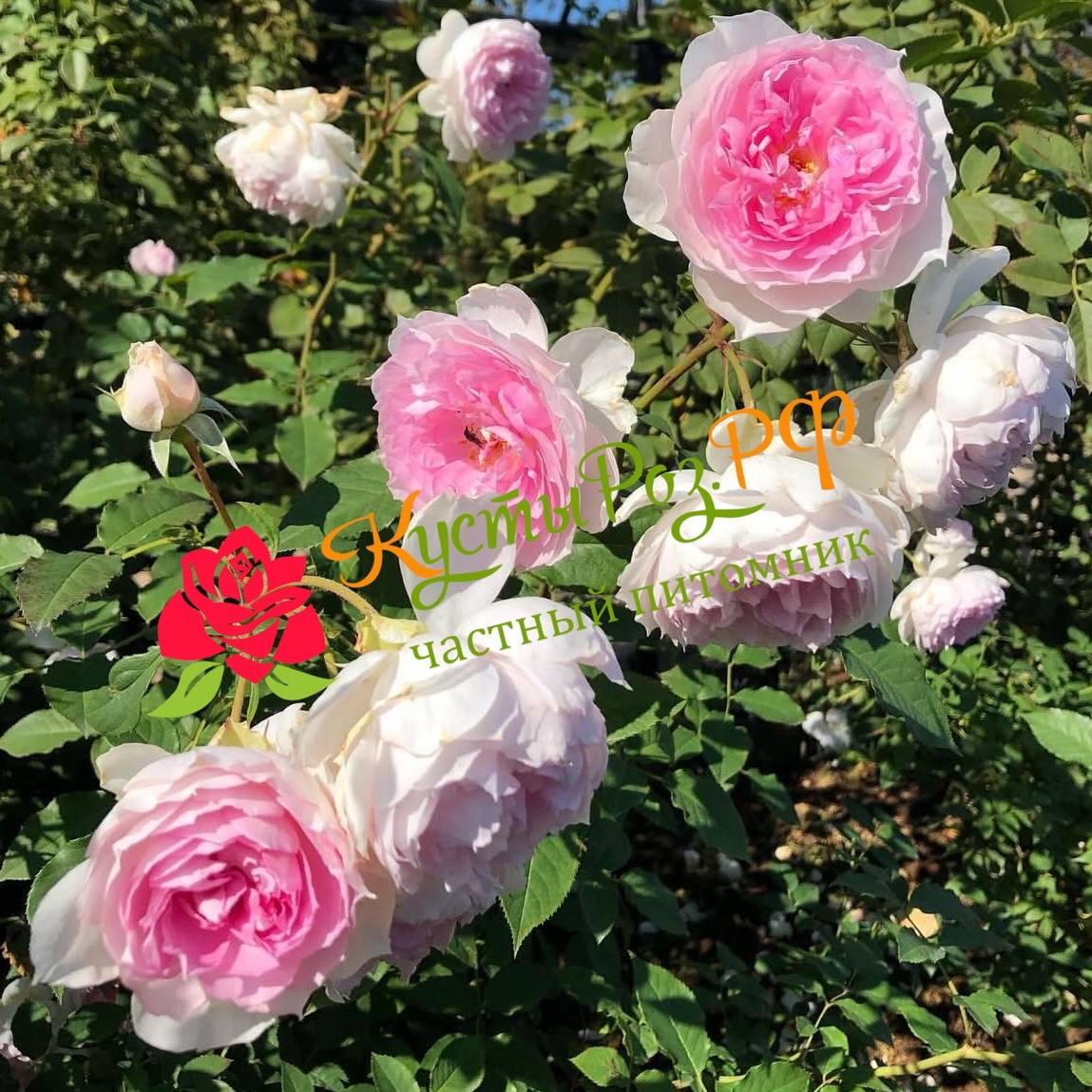 Шалимар (Shalimar) в Саратове