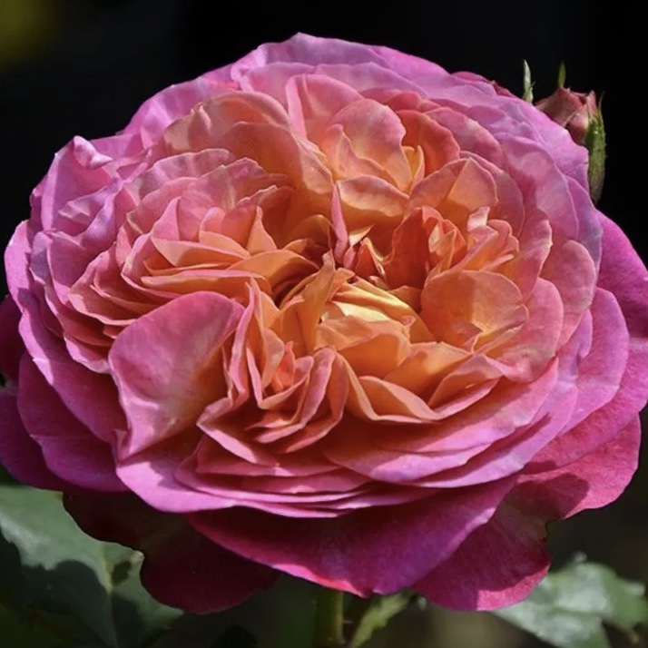 Сентенер де Лей-ле  (Centenaire de l'Haÿ-les-roses) в Саратове