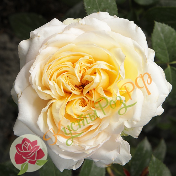 Май Гёрл (My Girl) в Саратове