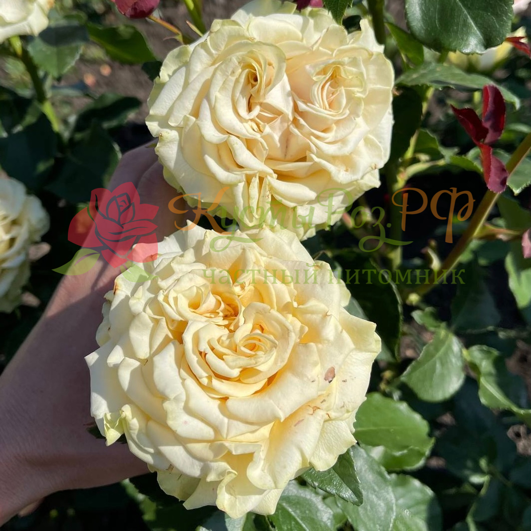 Марвел (Marvel) в Саратове