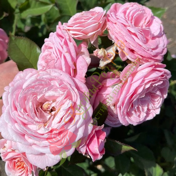 Розеграфин Мария Генриетта (Rosengräfin Marie Henriette) в Саратове