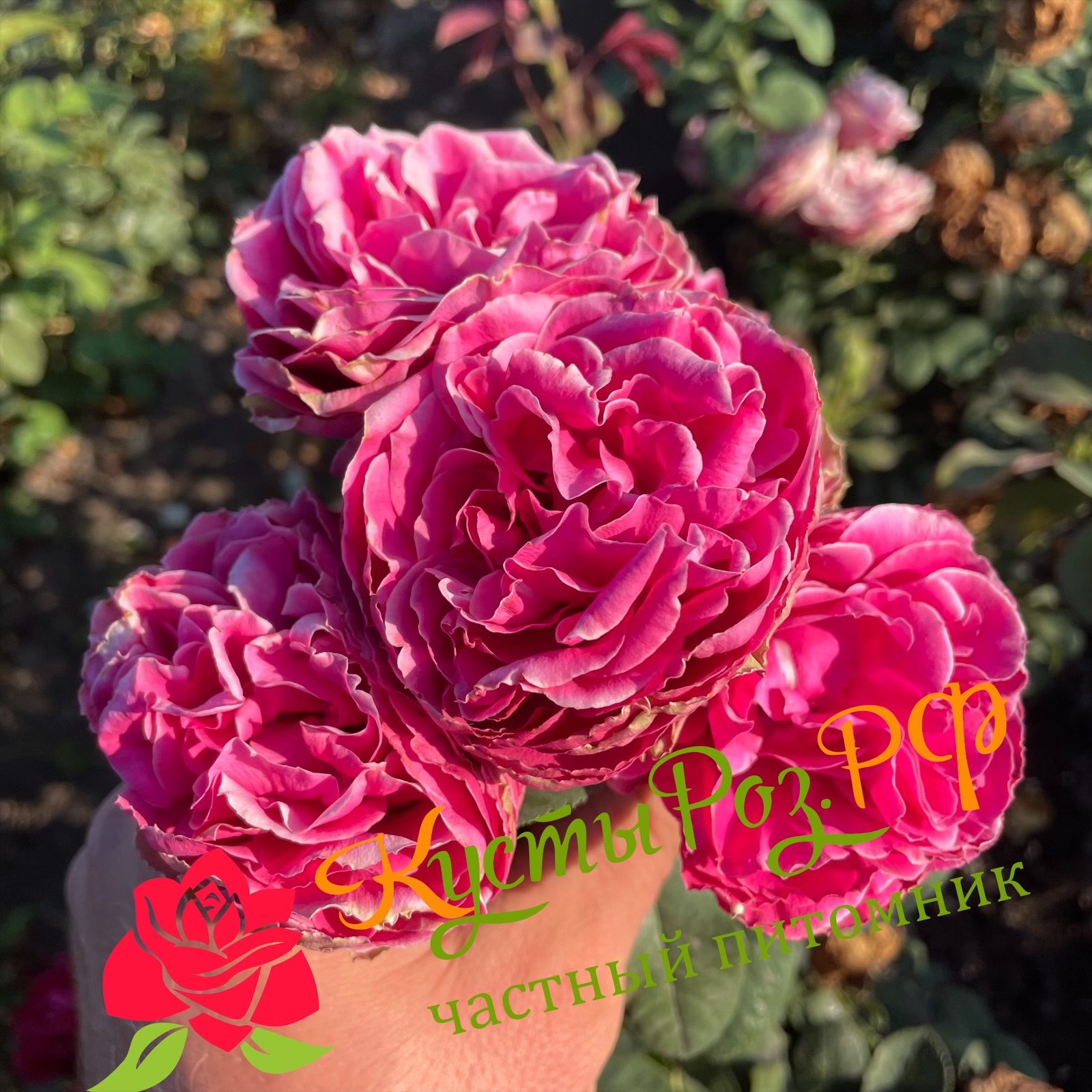 Хот Пинк Лейс (Hot Pink Lace) в Саратове