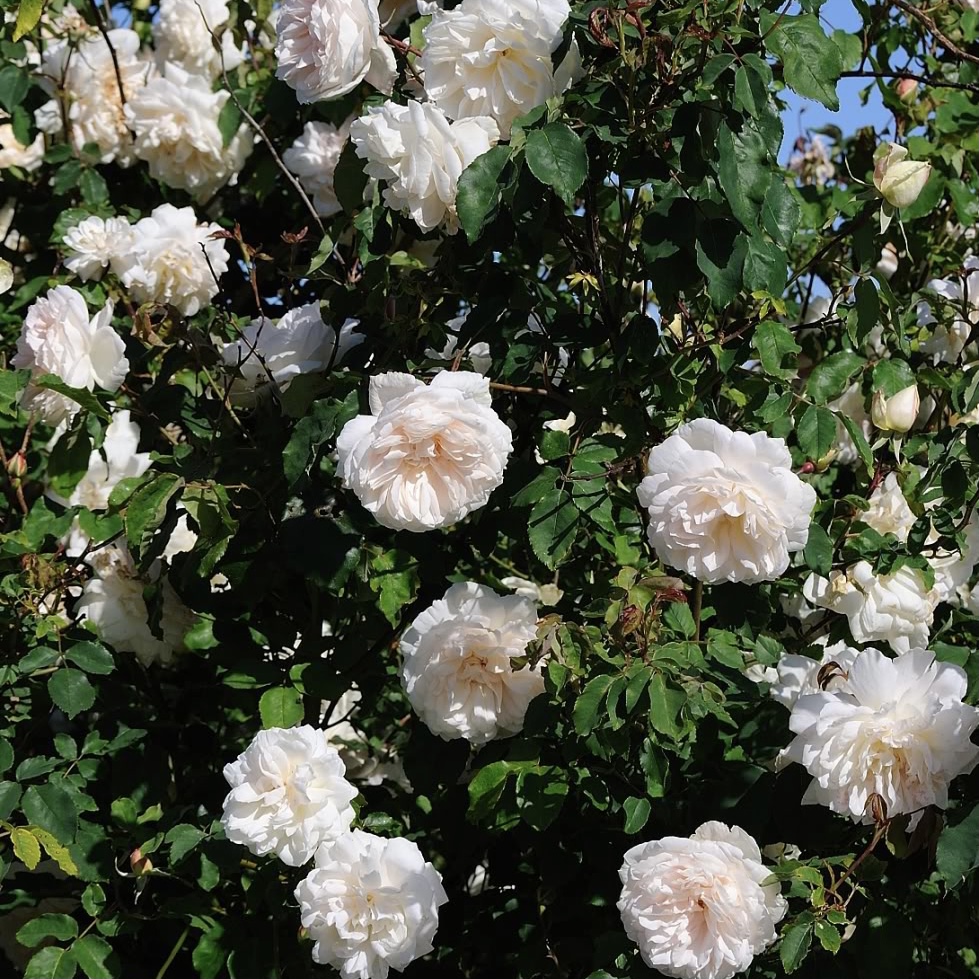 Мадам Альфред Карье в Саратове