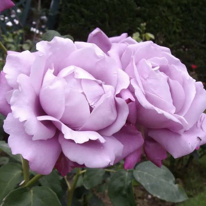 Шарль де Голь в Саратове