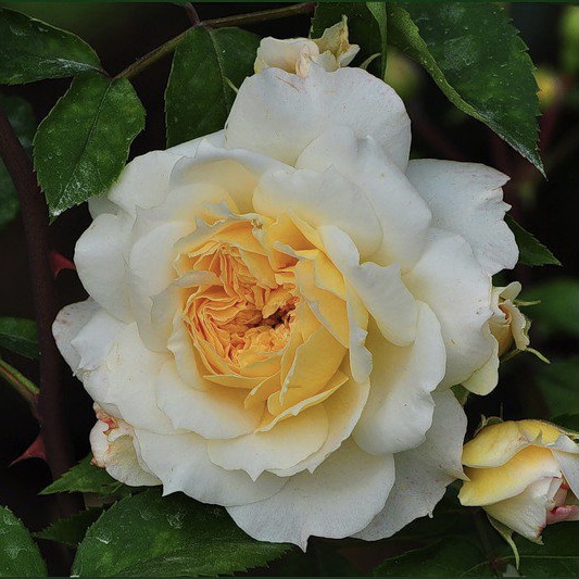 Марк-Антуан Шарпантье в Саратове