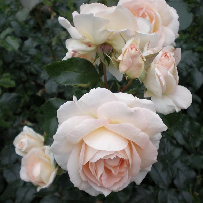 Мария Антуанетта в Саратове