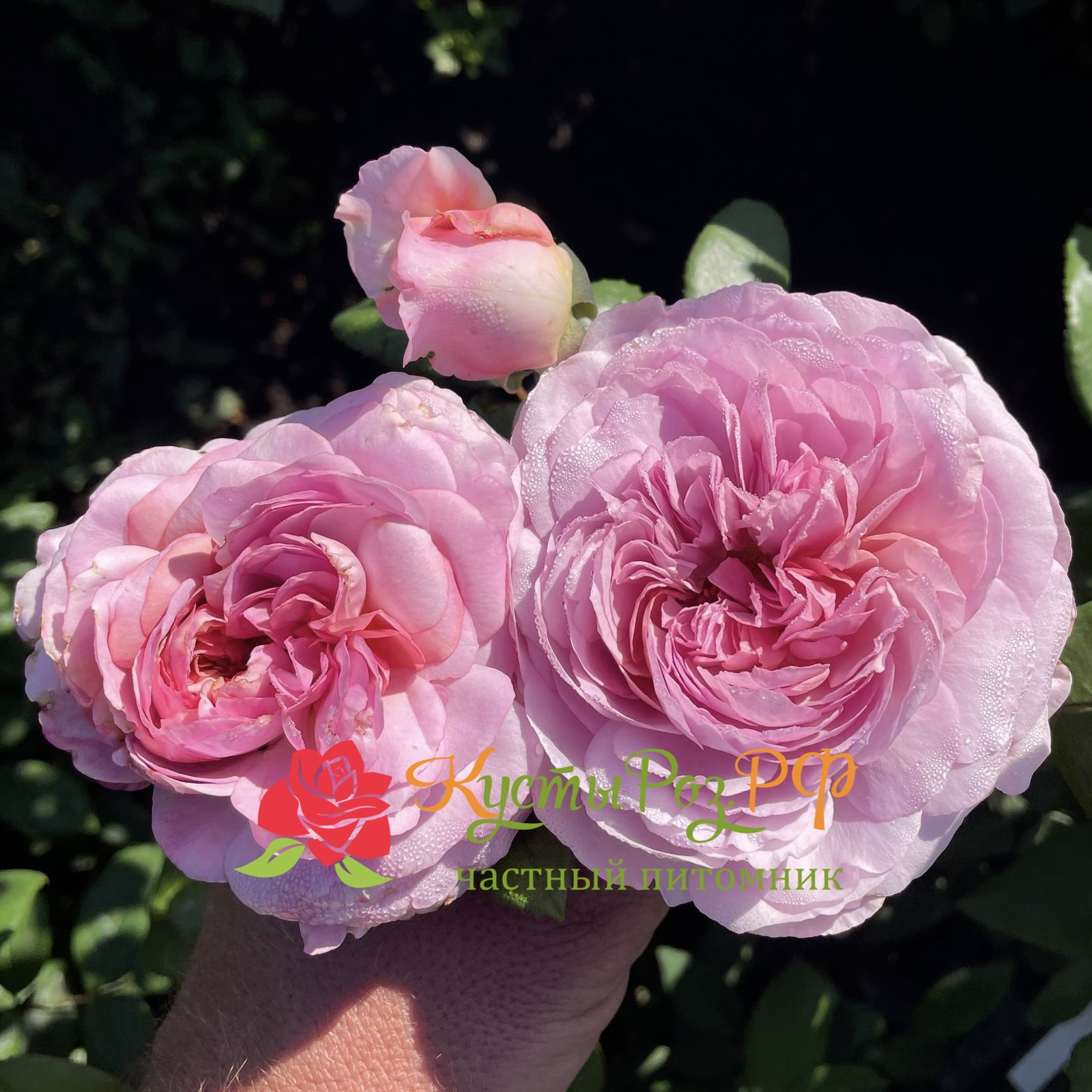 Зе Прайд (The Pride) в Саратове