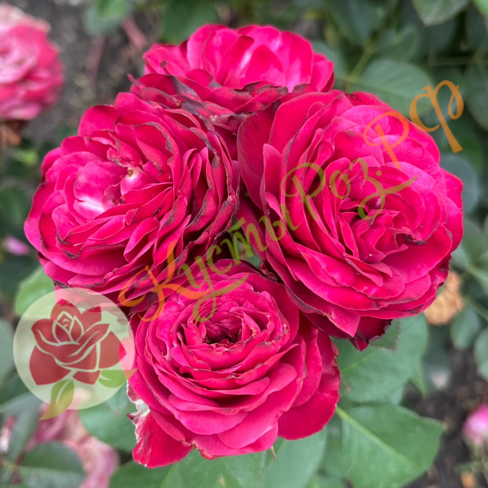 Пати Трендсеттер (Party Trendsetter) в Саратове