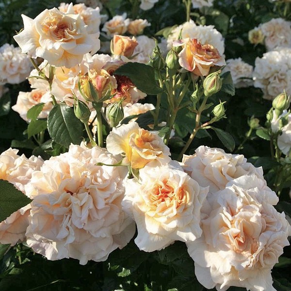 Комтесса в Саратове