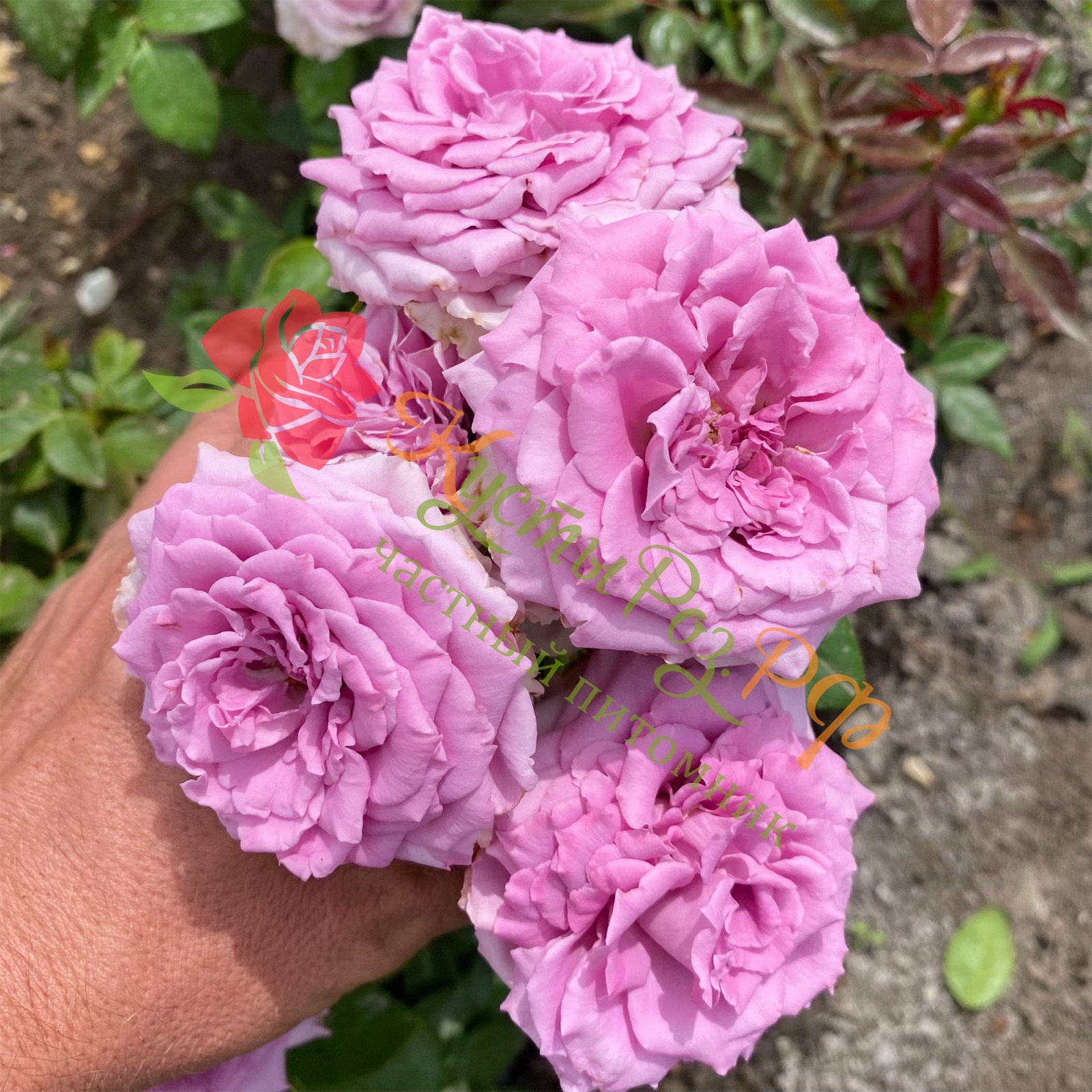 Сиреневый Туман (Lilac Fog) в Саратове