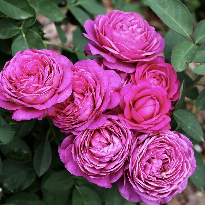 Хайди Клум в Саратове