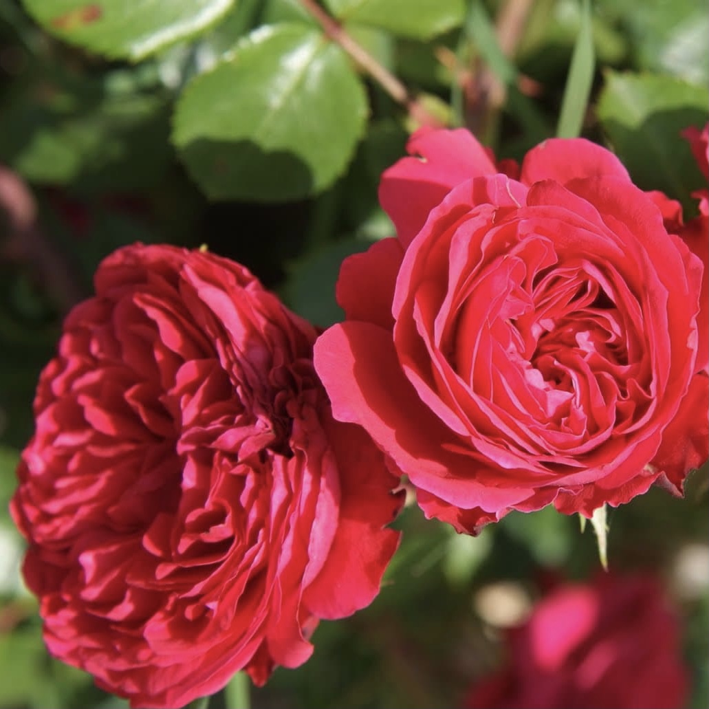 Ален Сушон в Саратове