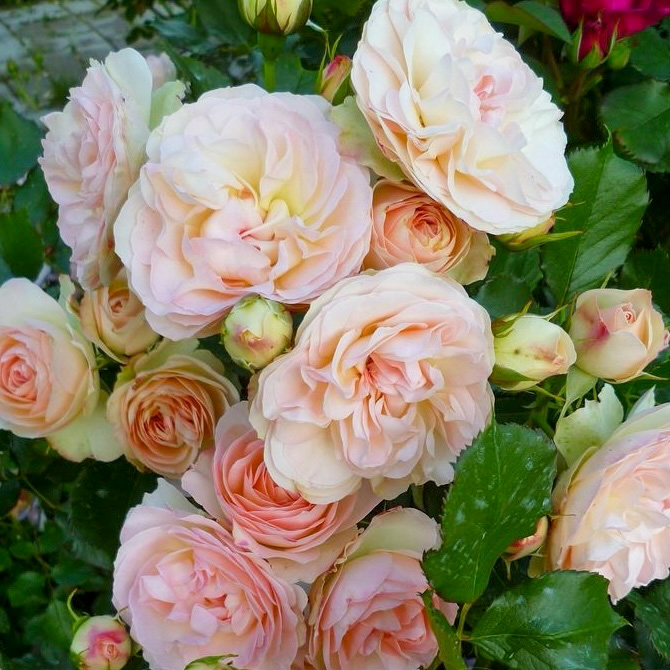 Пастелла в Саратове