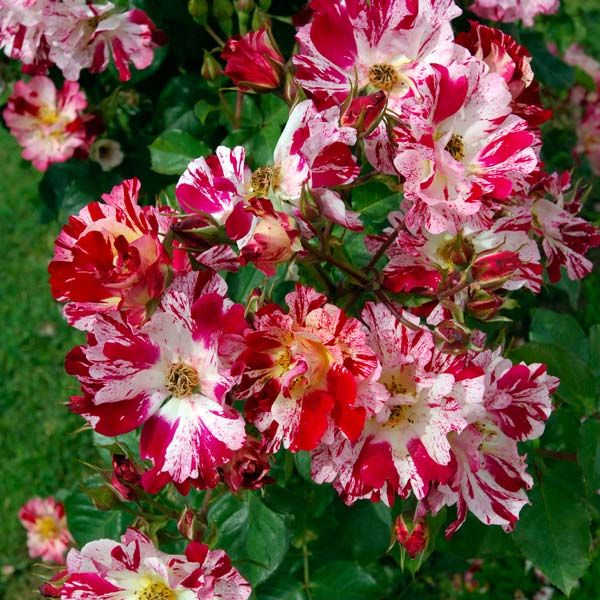 Ханаби в Саратове