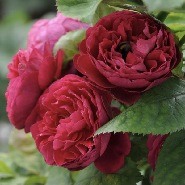 Бисэнтэнер дэ Гийо в Саратове