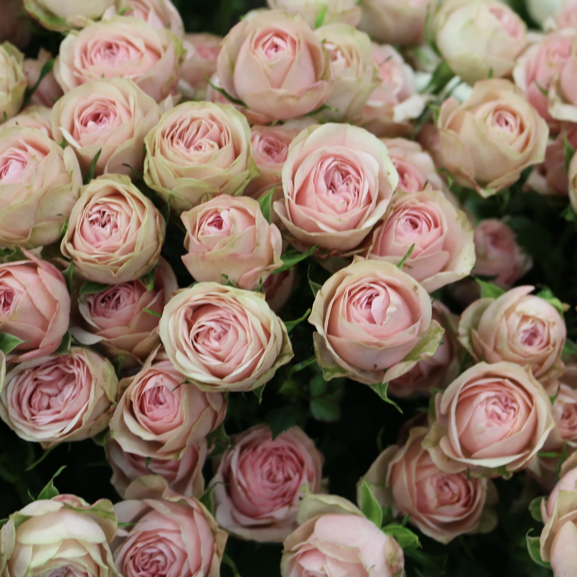 Эден Романтика в Саратове