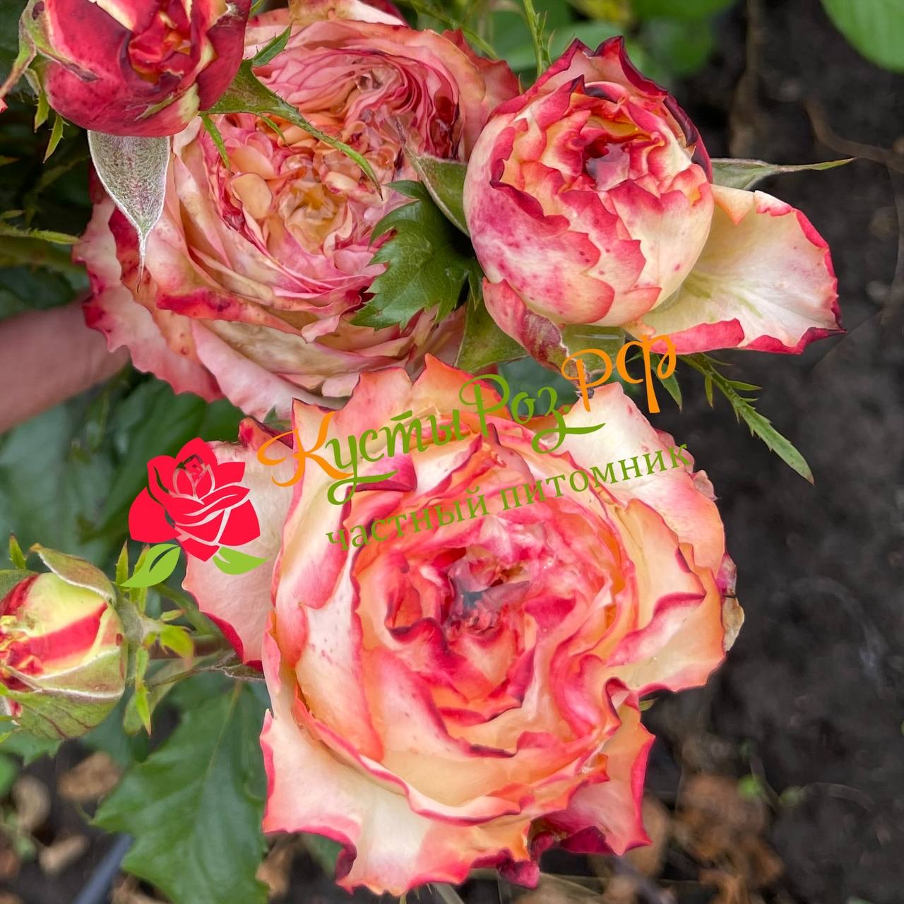 Миракулос (Miraculous) в Саратове