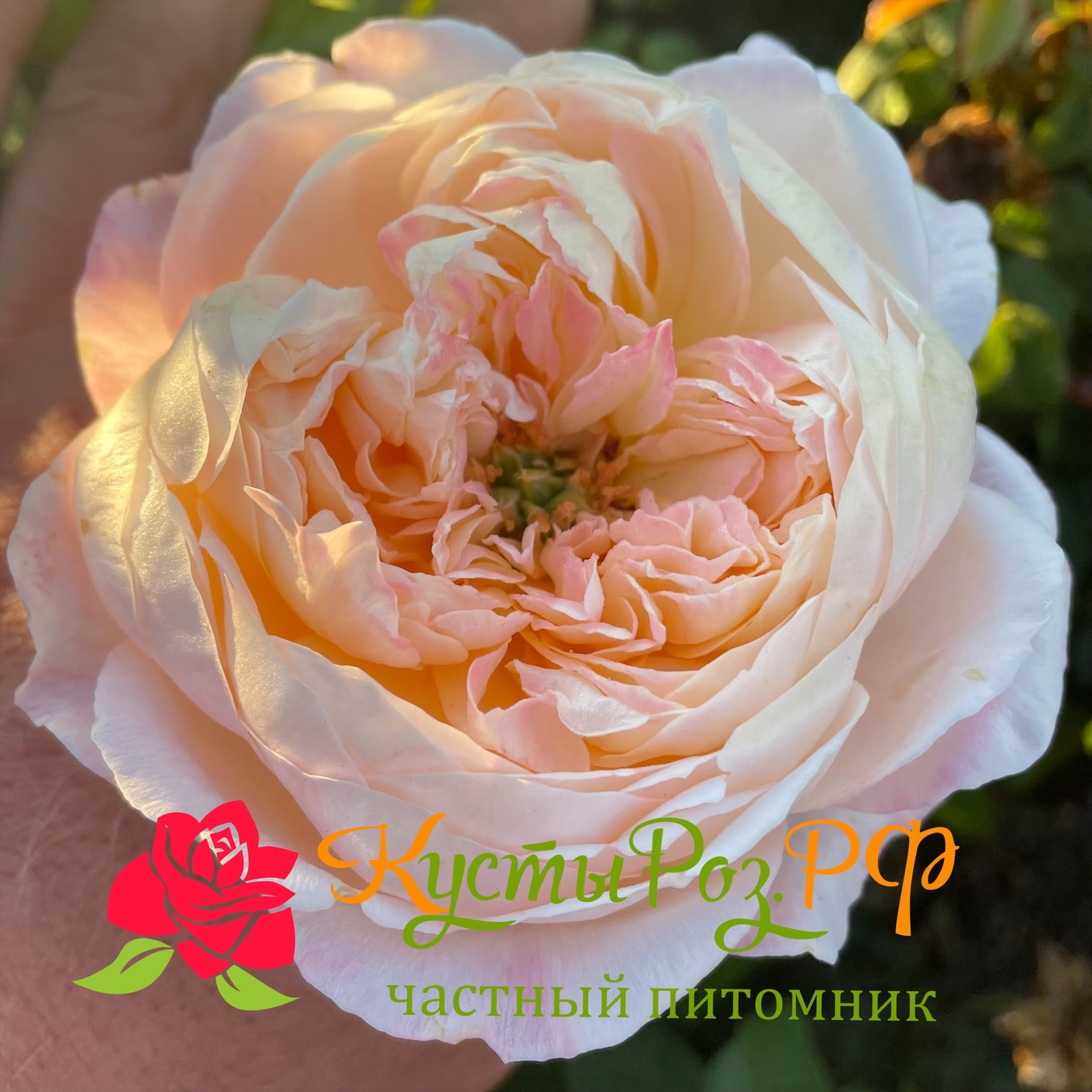 Мадам Гуля (Madame Gylua) в Саратове