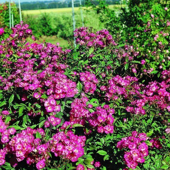 Сибелиус в Саратове