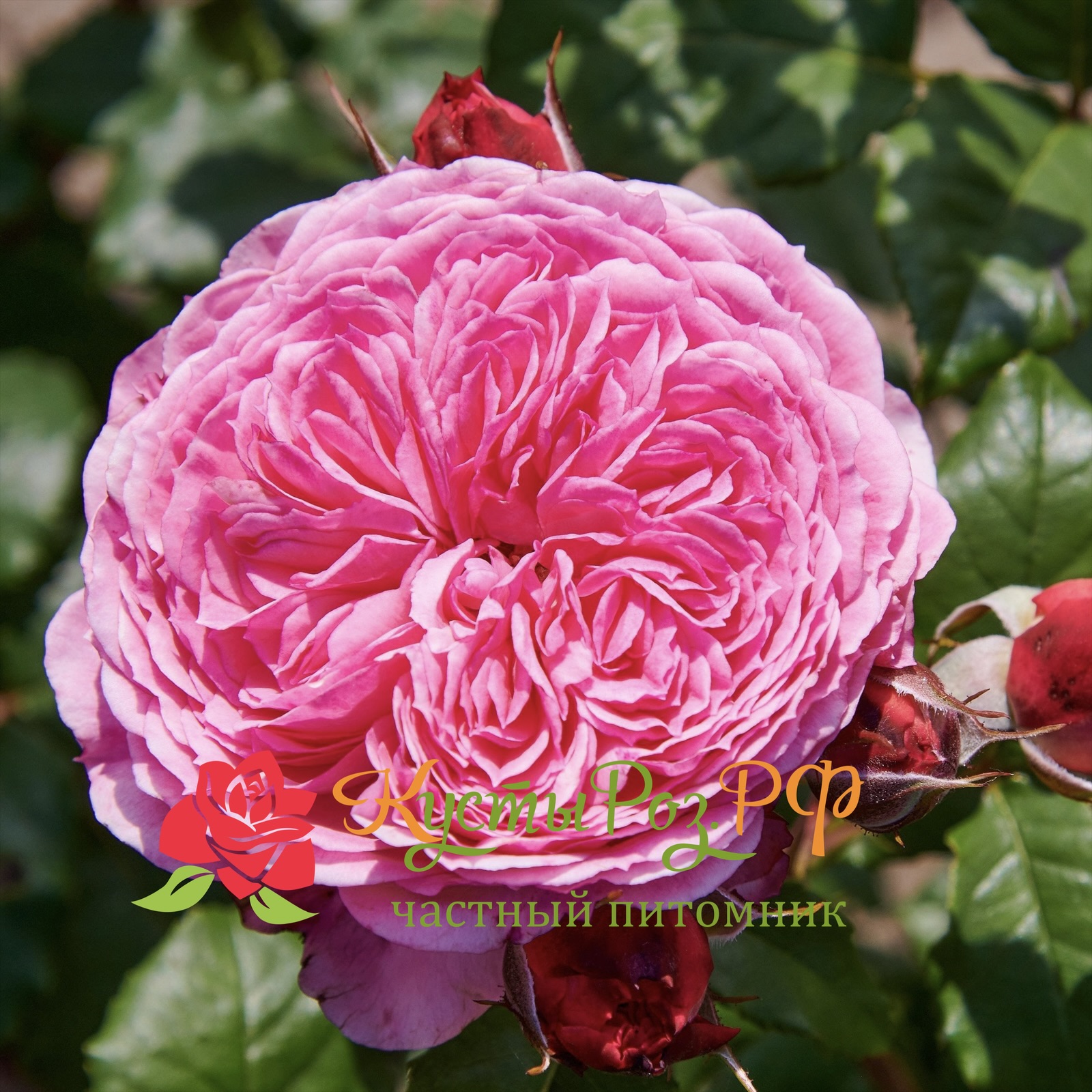 Тео Клеверс (Theo Clevers) в Саратове