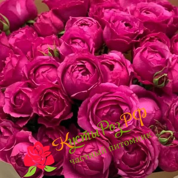 Рич Бабблз (Rich Bubbles) в Саратове