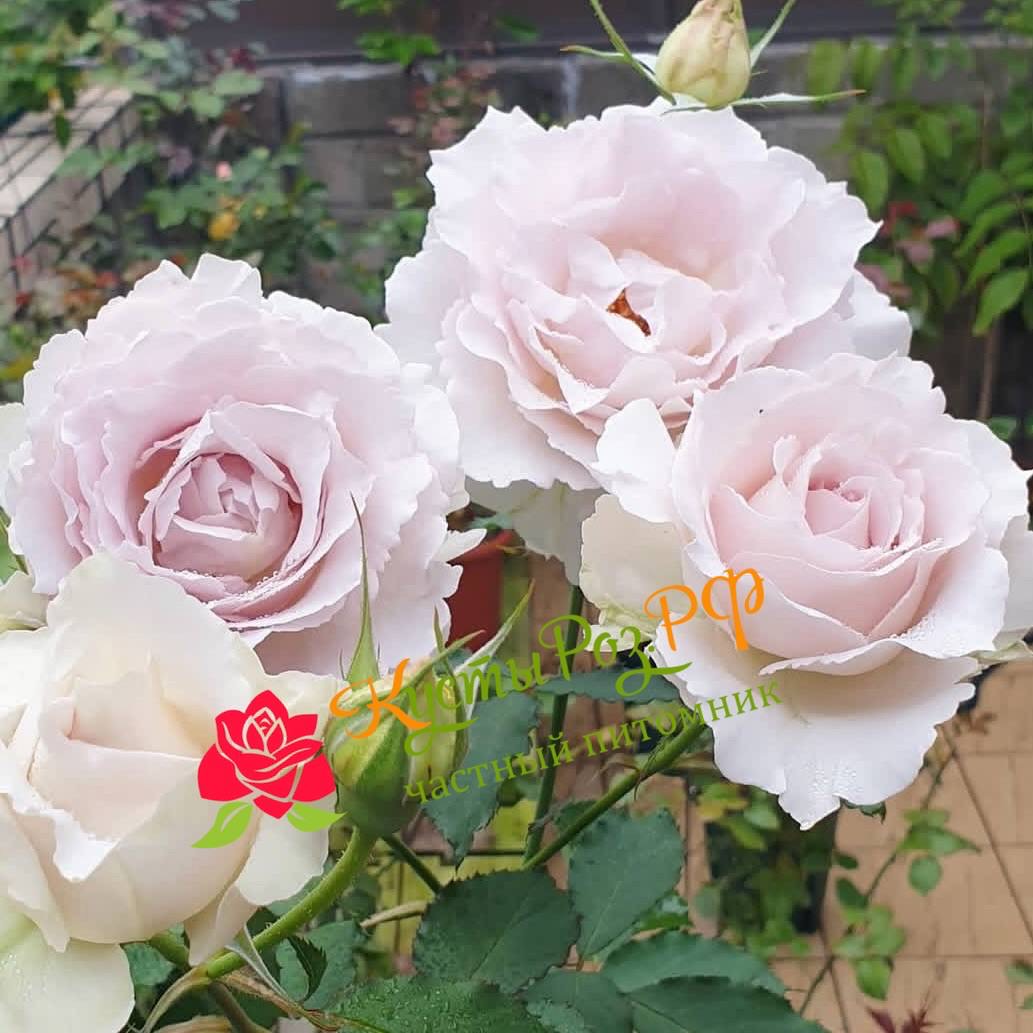 Сапфирет (Saphiret) в Саратове