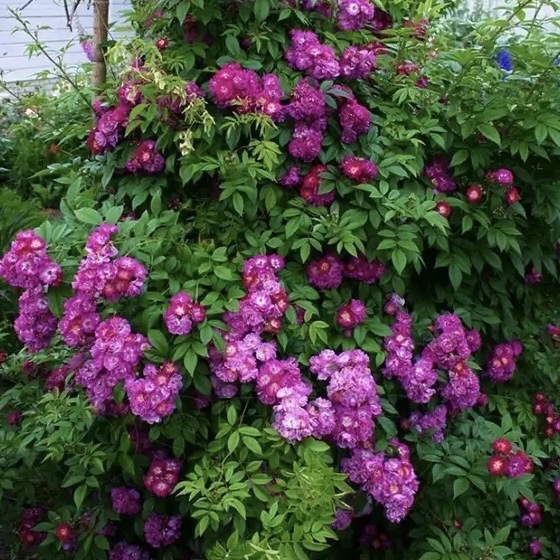 Перенниал Блю в Саратове