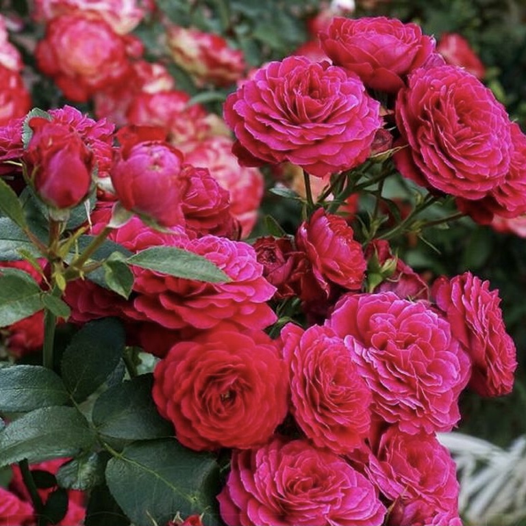 Домэн дэ Сэн Жан де Борегар в Саратове