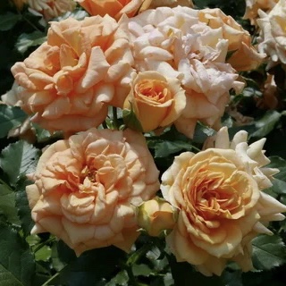 Бентхаймер Голд (Bentheimer Gold) в Саратове