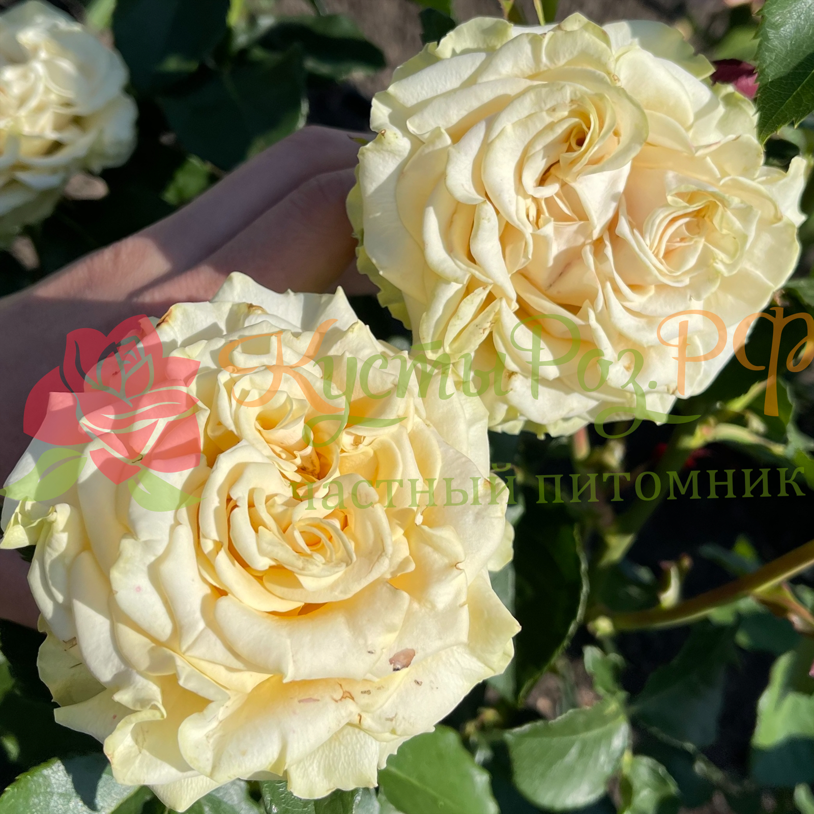 Лондон (London ) в Саратове