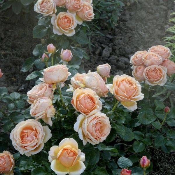 Йорс Континент Френдшип  (Yours in Continued Friendship) в Саратове