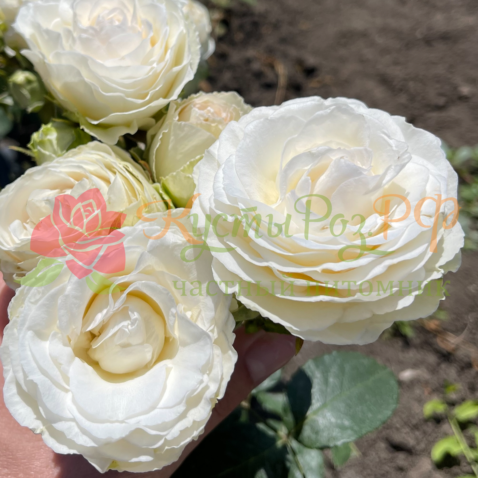 Порселейн Лейс (Porcelain Lace) в Саратове