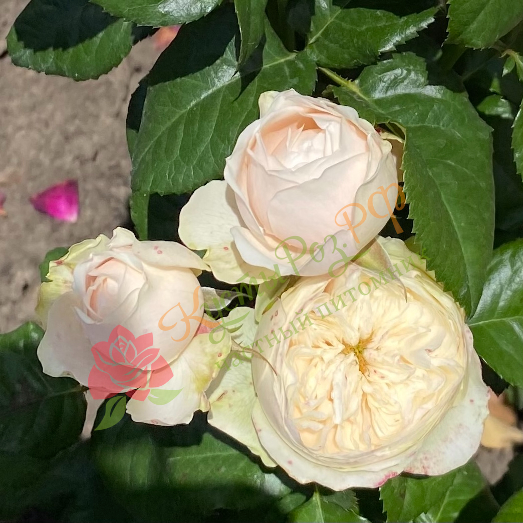 Дарлингтон (Darlington) в Саратове