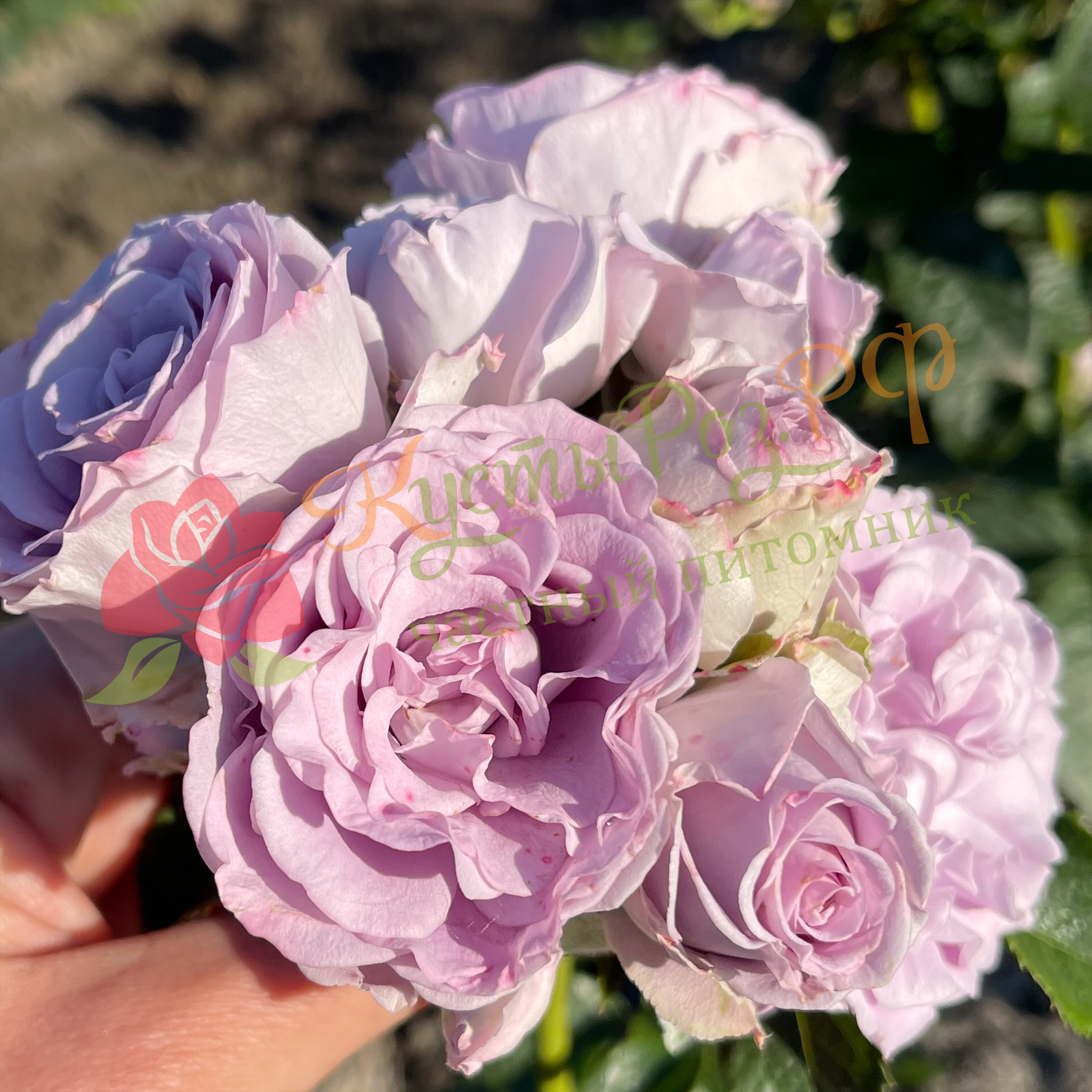 Лавендер Букет (Lavender Bouquet) в Саратове