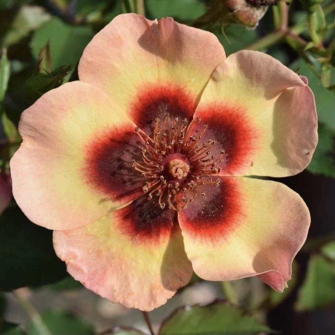 Фэнси Бэбилон Айс в Саратове