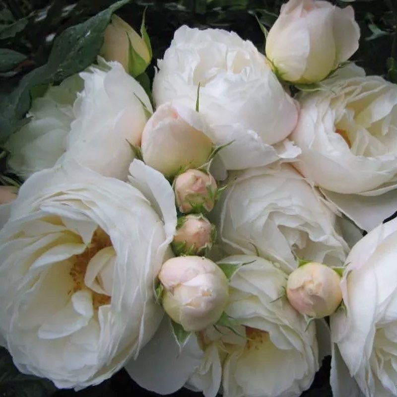 Ютерсен Клозтерроуз в Саратове