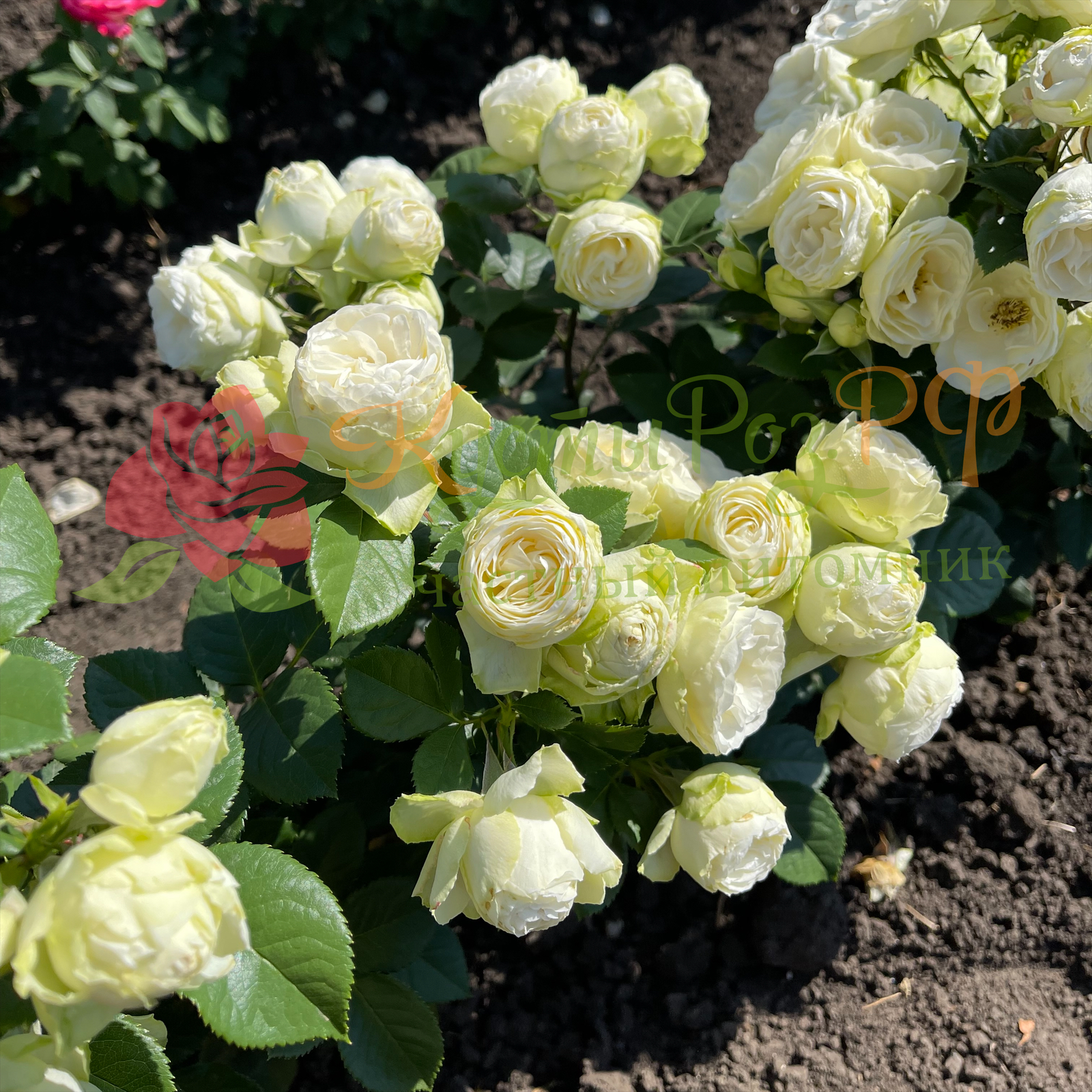 Ванила Лейс (Vanilla Lace) в Саратове