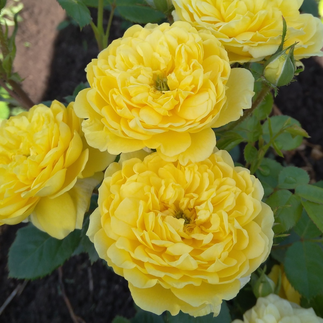 Пилигримм (The Pilgrim) в Саратове