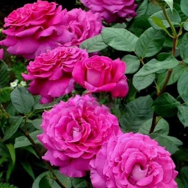 Шартрез де Парм (Chartreuse de Parme) в Саратове