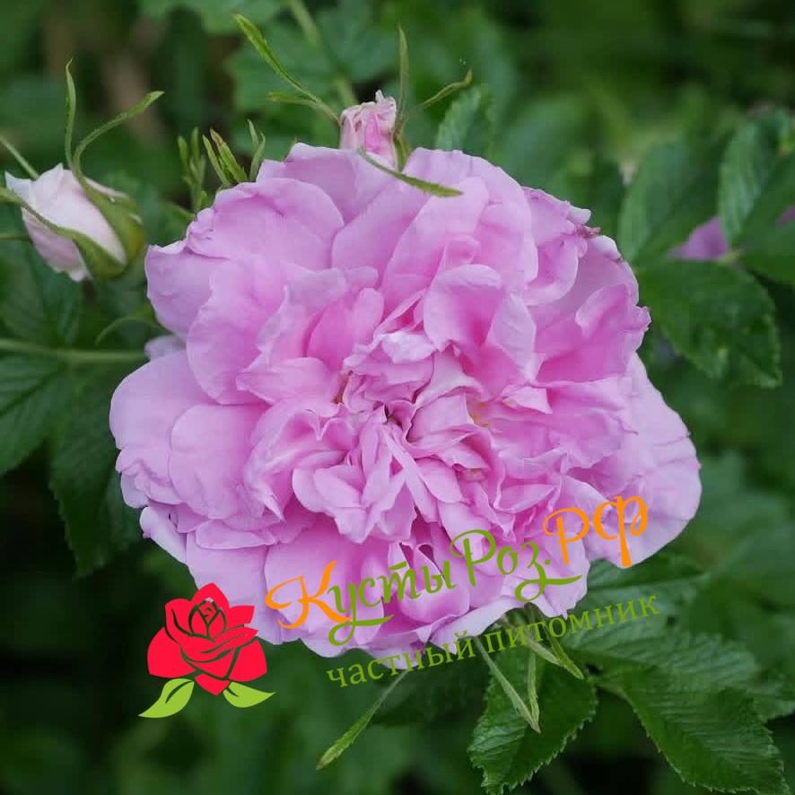 Миссис Дорин Пайк (MRS DOREEN PIKE) в Саратове