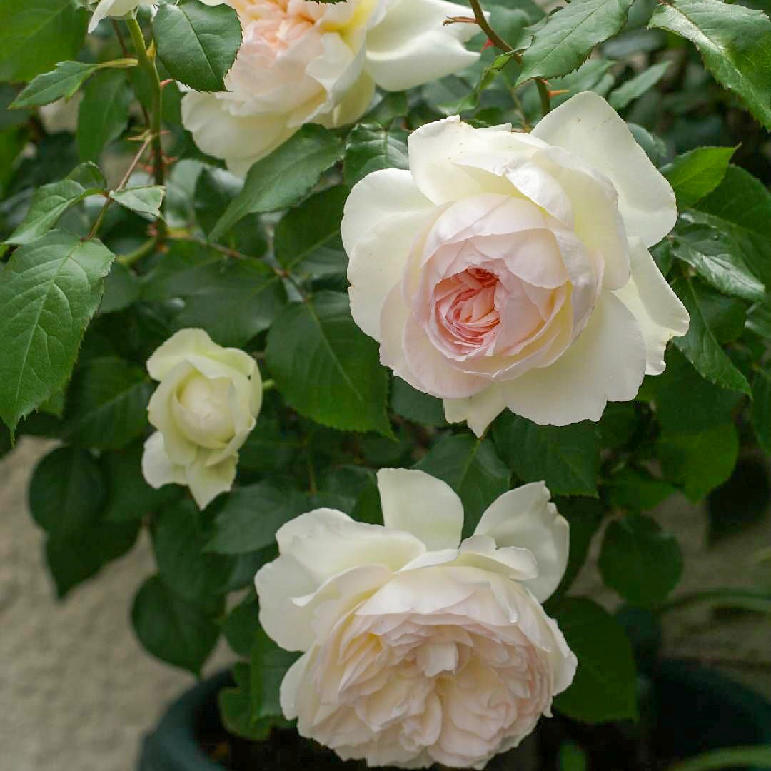 Болеро в Саратове